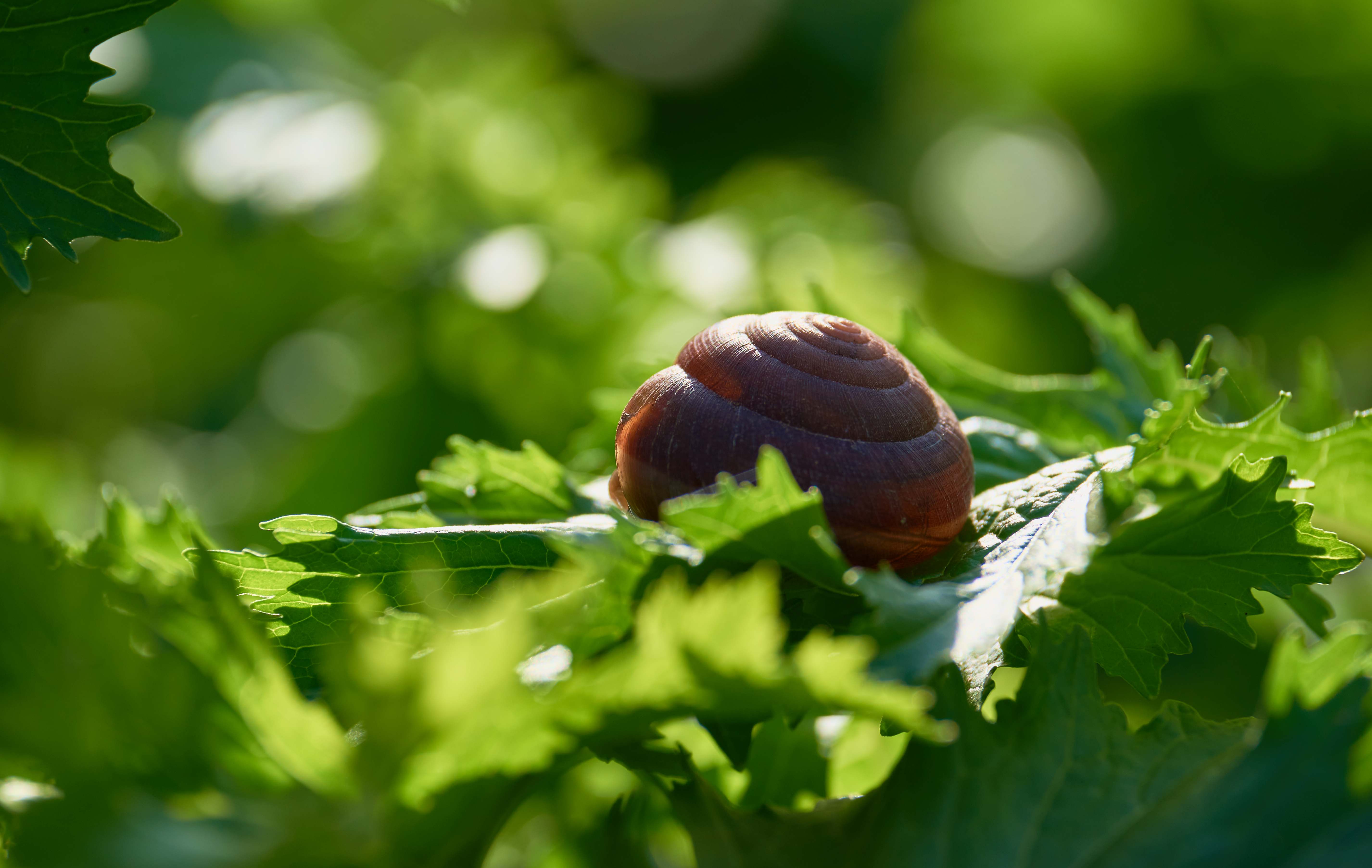 ślimak