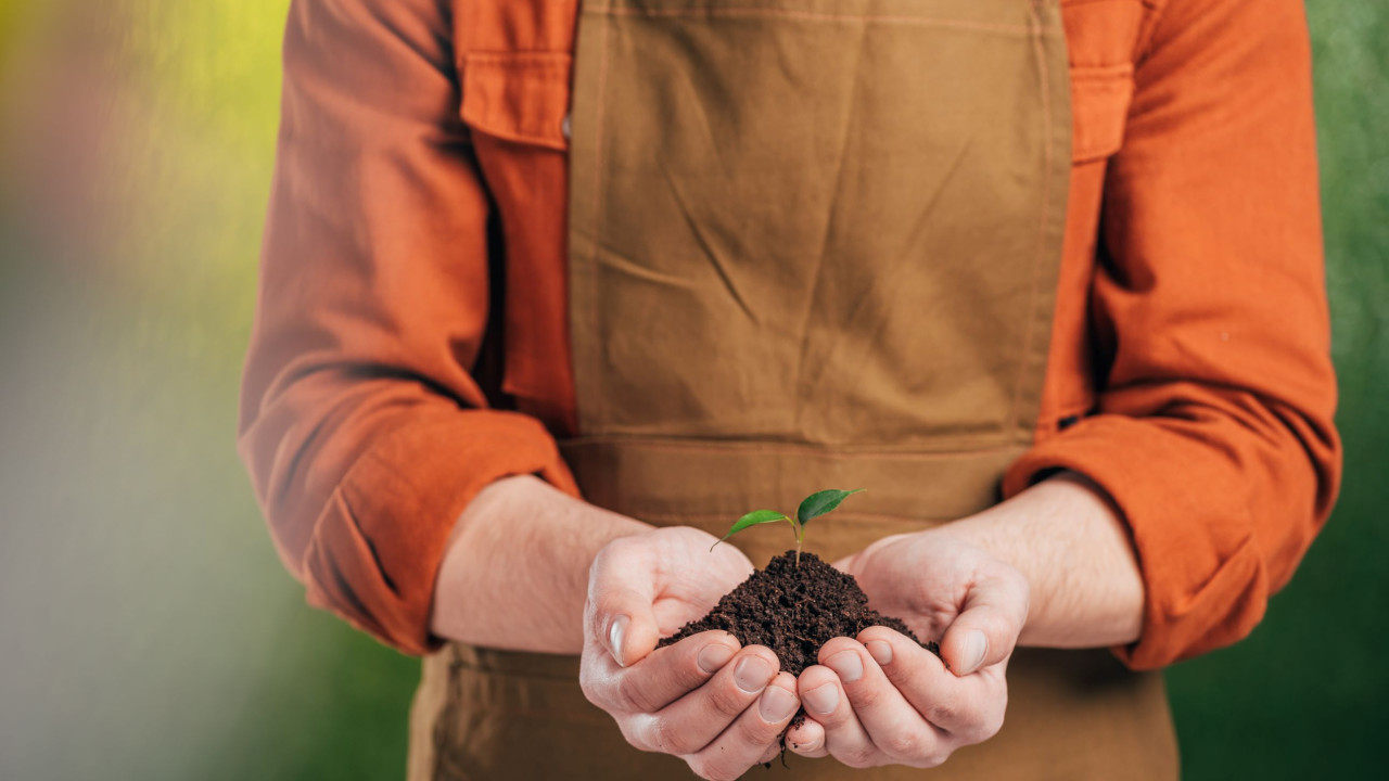 Trik z nawożeniem, aby anturium kwitło cały rok