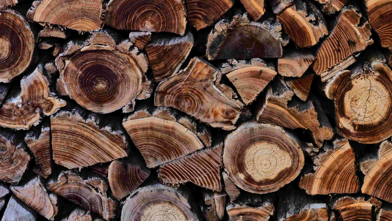 "Jak zdobyć darmowe drewno na opał i zaoszczędzić zimą?"