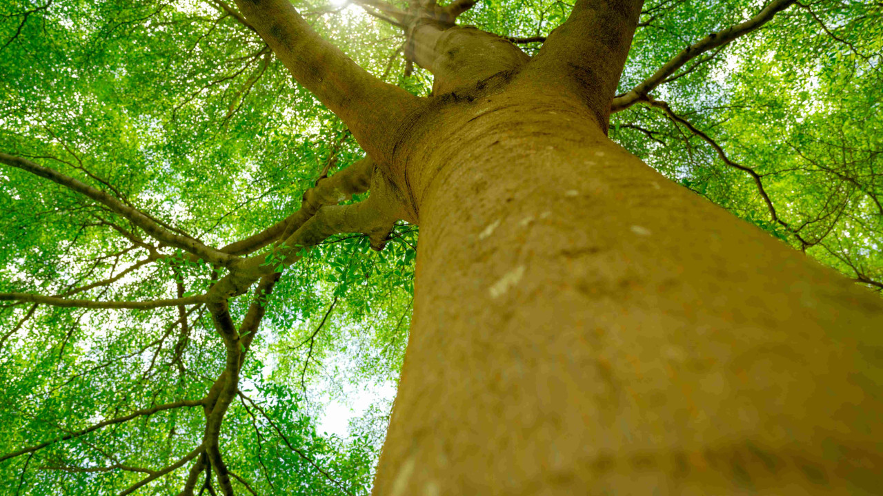 Francuski sekret na zdrowe drzewa: nie tylko bielenie pni