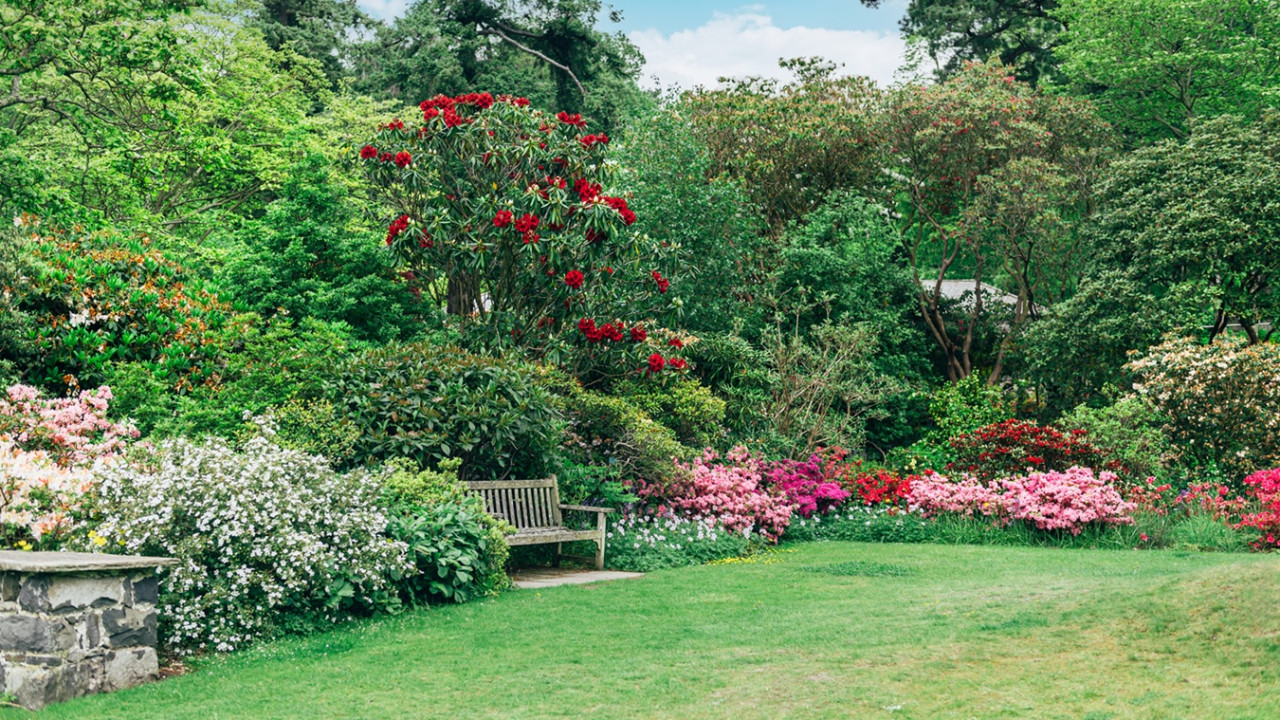 Roślina tworząca chmurę w ogrodzie — minimalne wymagania!