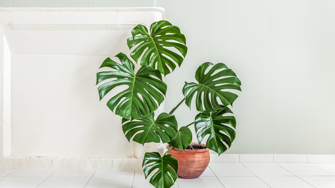 Soczysta zieleń i dziury: Prosty sposób na piękne liście monstery