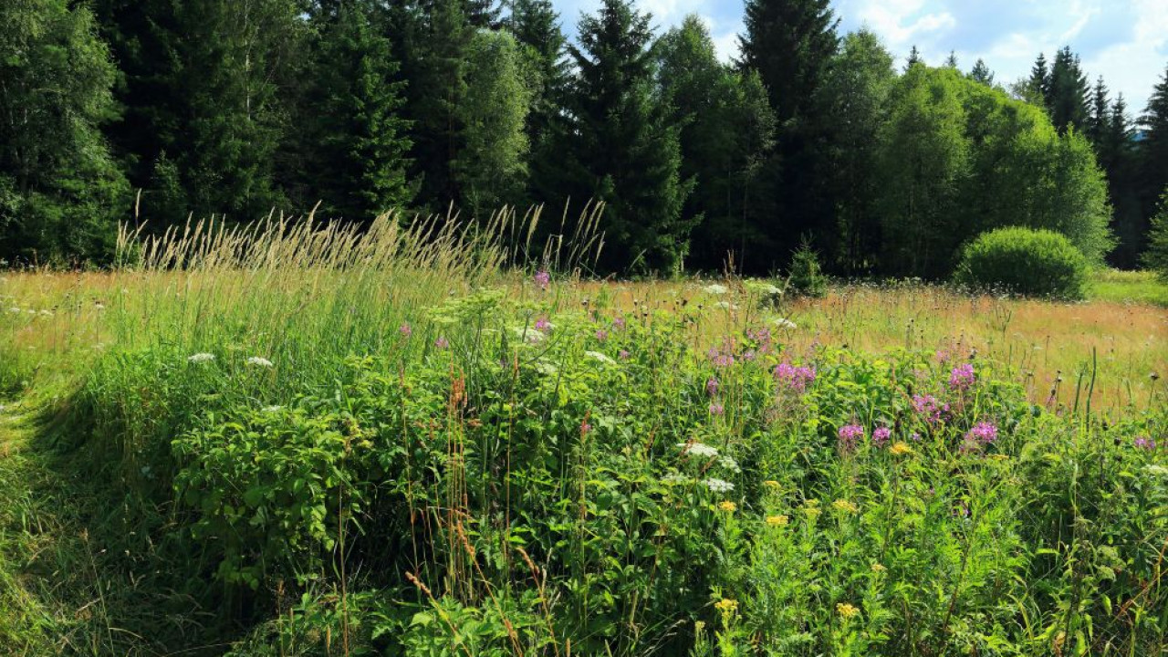 "7 Krzewów na Gęsty, Efektowny i Łatwy w Pielęgnacji Żywopłot"