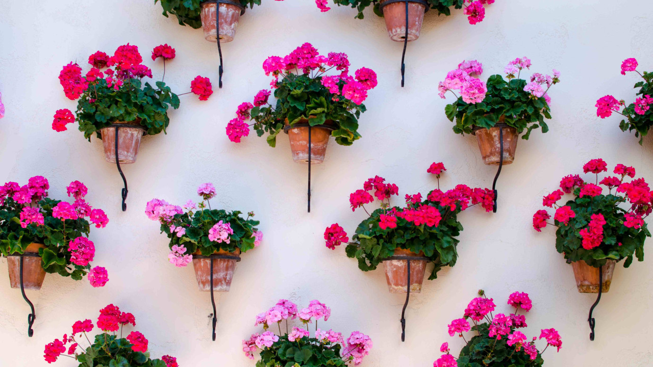 "2-metrowa ściana kwiatów, która przyciąga motyle"