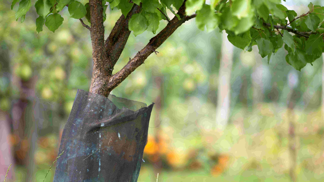 Francuski sekret ochrony i regeneracji drzew owocowych odkryty