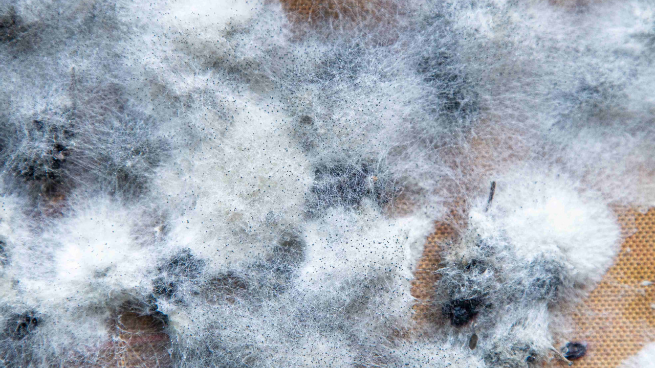 Błąd powodujący pleśń w polskich domach: Jak go uniknąć?