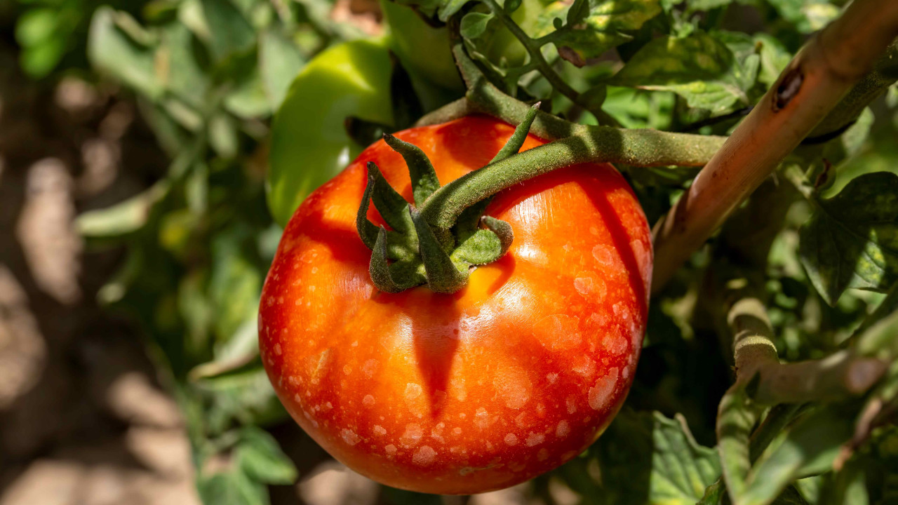 Idealny termin wysiewu rozsady dla jędrnych i soczystych pomidorów