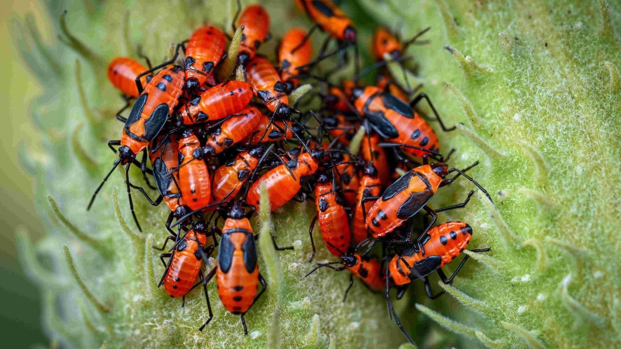 "Naturalny sposób na odstraszanie robactwa bez użycia oprysków"