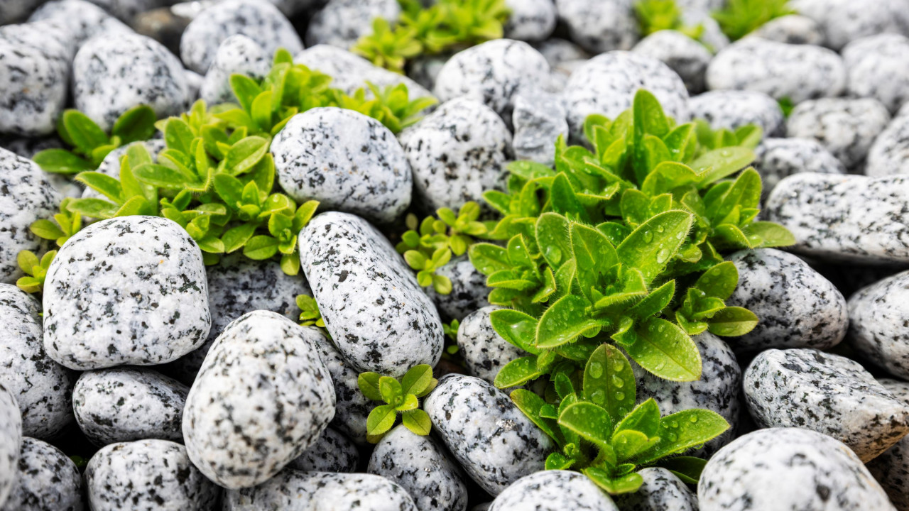 Ogród skalny: Twórz piękno, które z każdym rokiem zachwyca