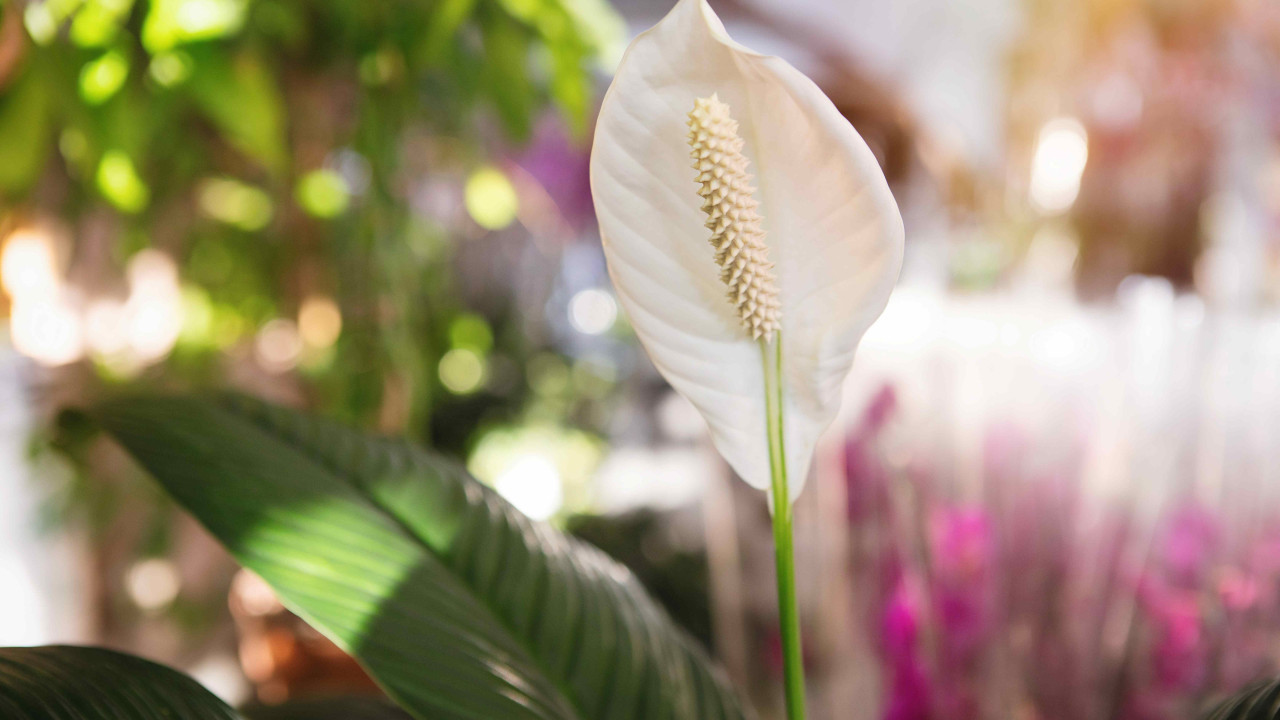 Roztwór, który Odmieni Twojego Skrzydłokwiata w Mgnieniu Oka