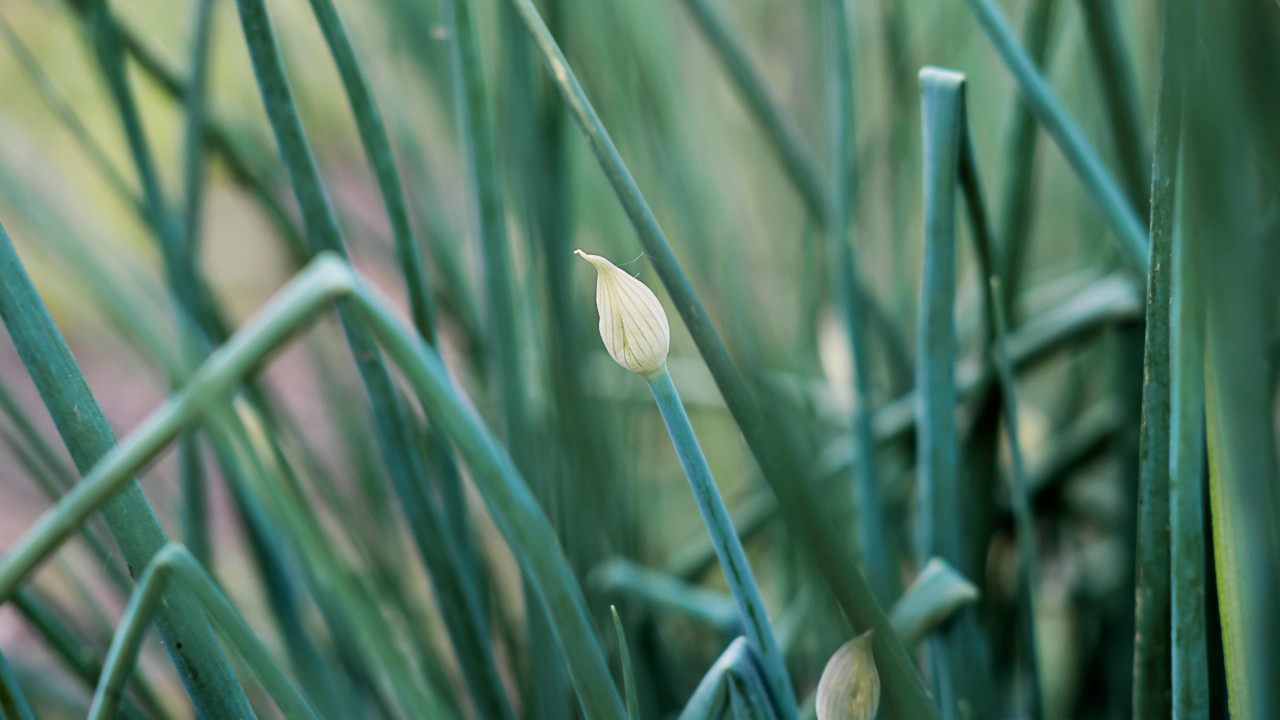 "Świeży szczypior co 2 tygodnie: Nietypowy sposób uprawy cebuli"