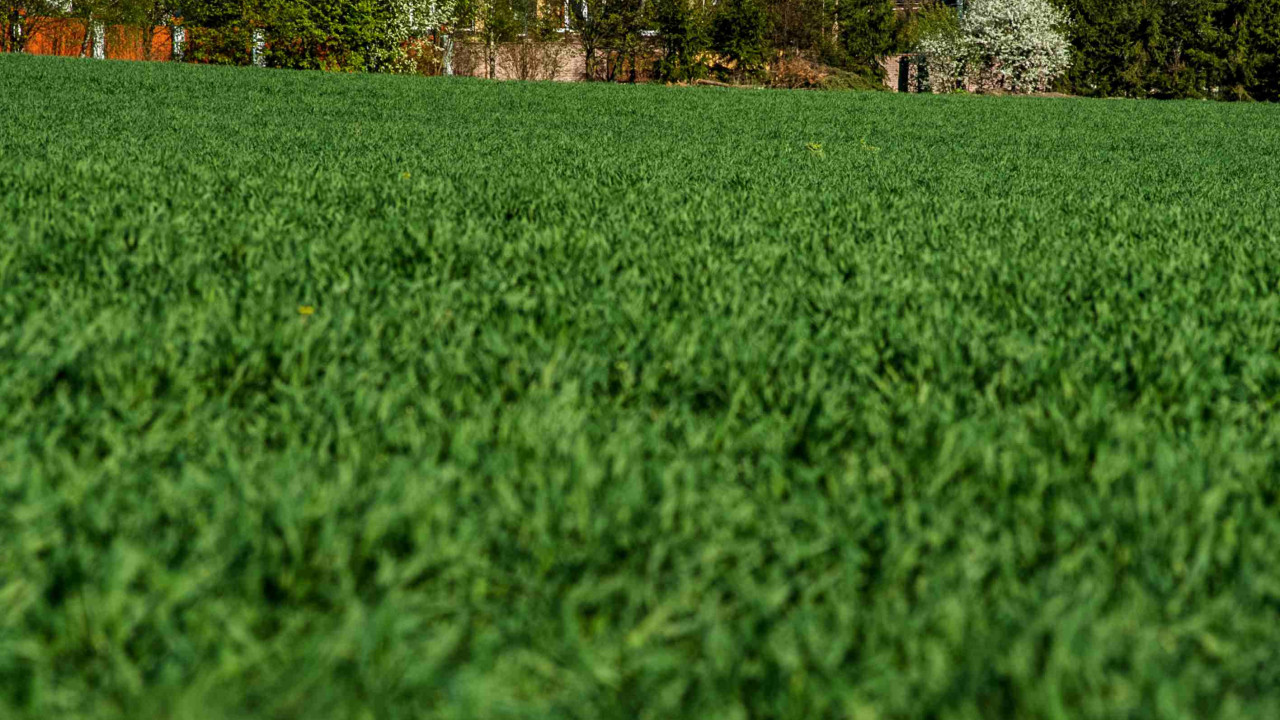 Jak podwoić wzrost traw ozdobnych jednym prostym cięciem?