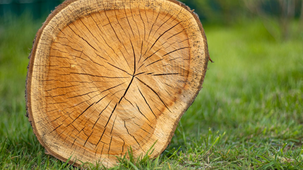 Wyciął drzewo w ogrodzie, kilka tygodni później dostał grzywnę