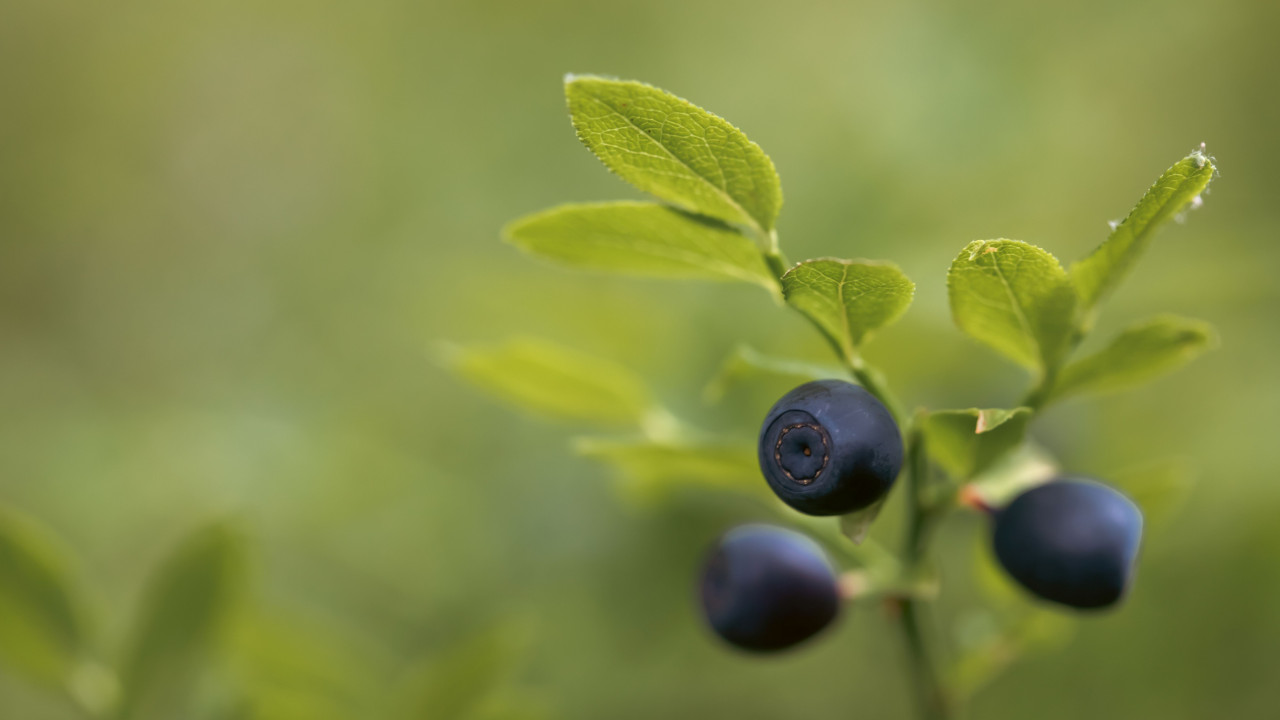 Naturalny sposób na jędrne i soczyste borówki w Twoim ogrodzie