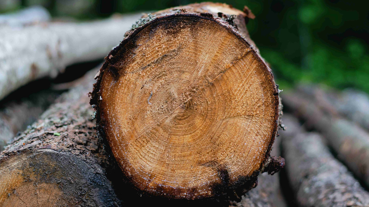 Najlepsze drewno opałowe: Zyskaj więcej ciepła w domu