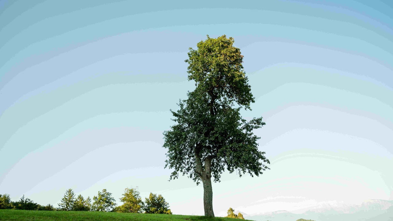 Ścięcie Własnego Drzewa - Groźba Wysokiej Grzywny