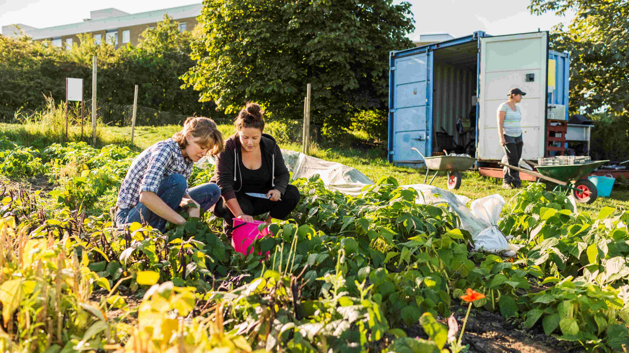 Czego unikać zimą na działce, by nie stracić ROD?