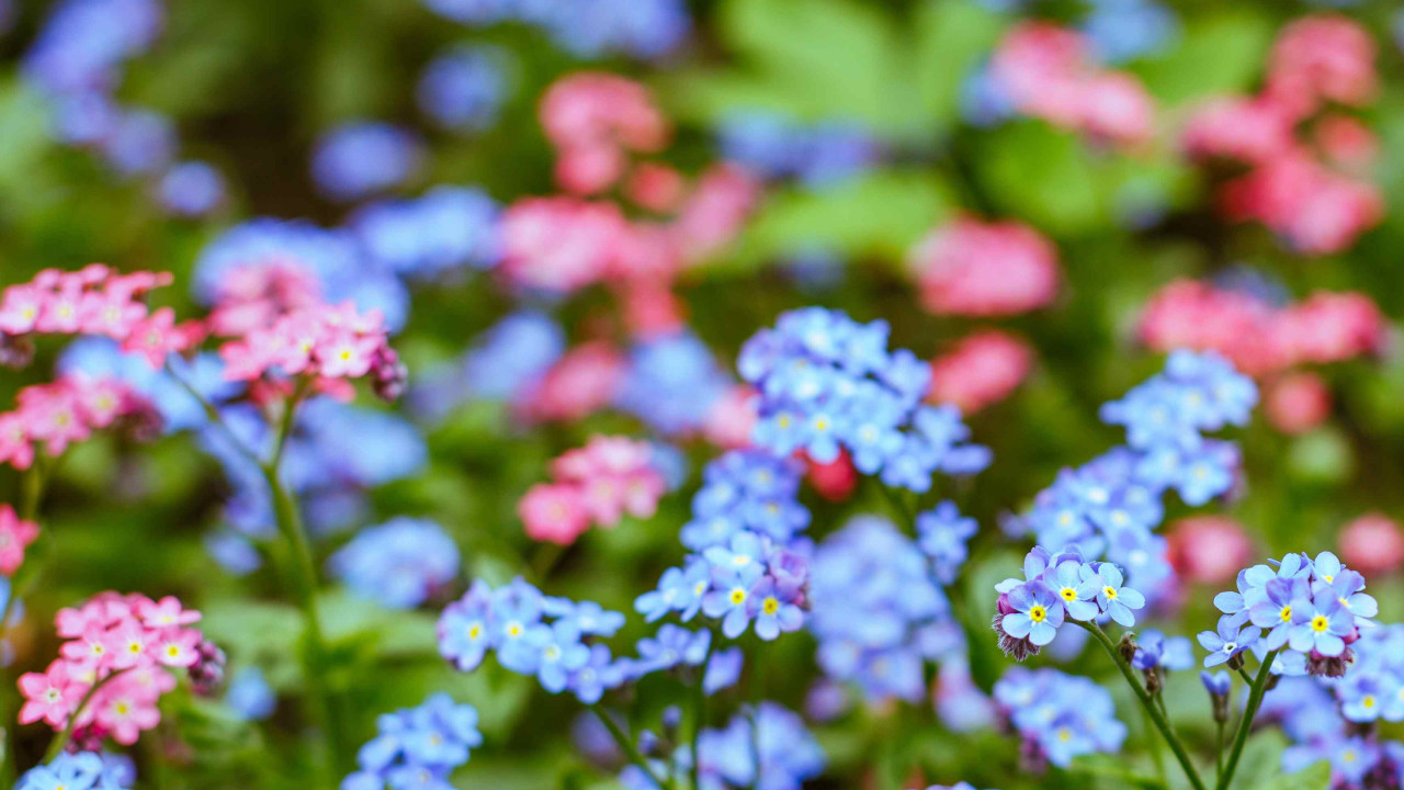 Najpiękniejsze rośliny kwitnące od kwietnia do października