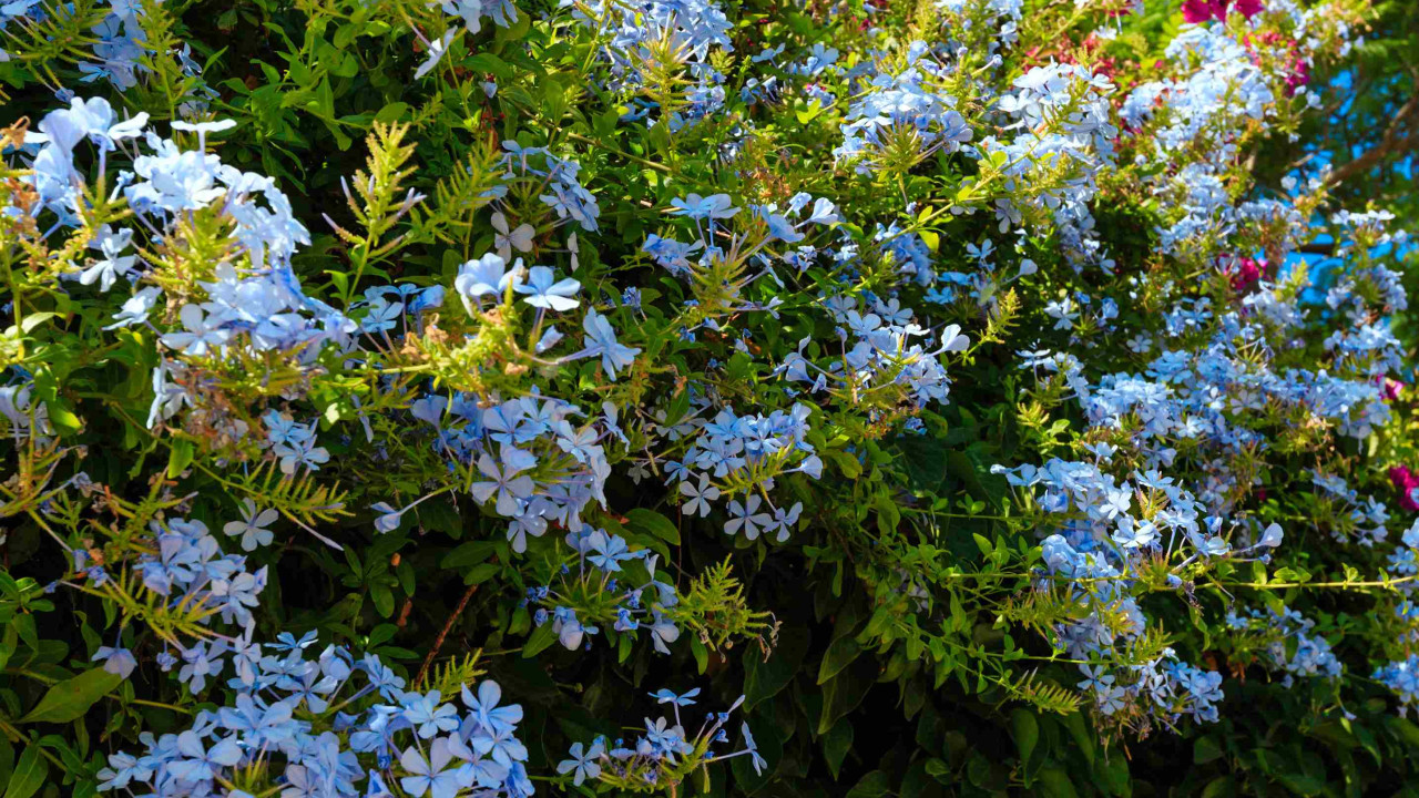 Krzew, który przetrwa wszystko i oczaruje ogrodników