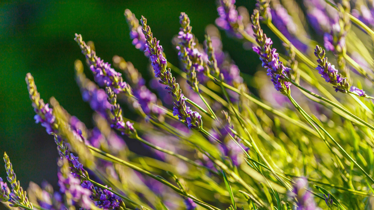 Lawenda kwitnąca przez całe lato? Wystarczy jeden prosty zabieg!