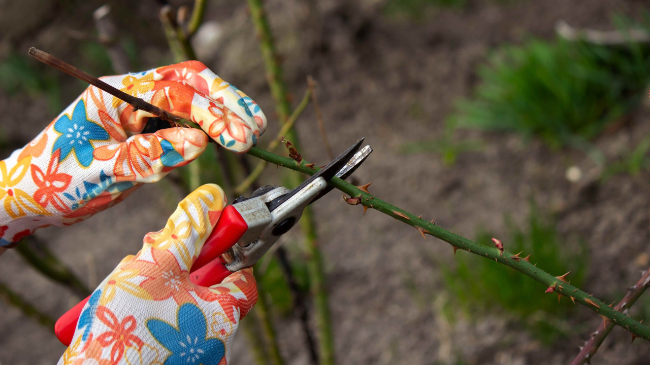 Rośliny, które lepiej nie przycinać w marcu: Sprawdź listę