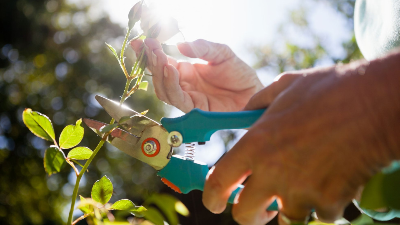 Magia przycinania: jak jedna roślina może odmienić twój ogród