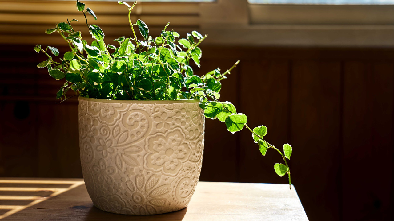 Rośliny, które oczyszczają powietrze z toksyn w twoim domu