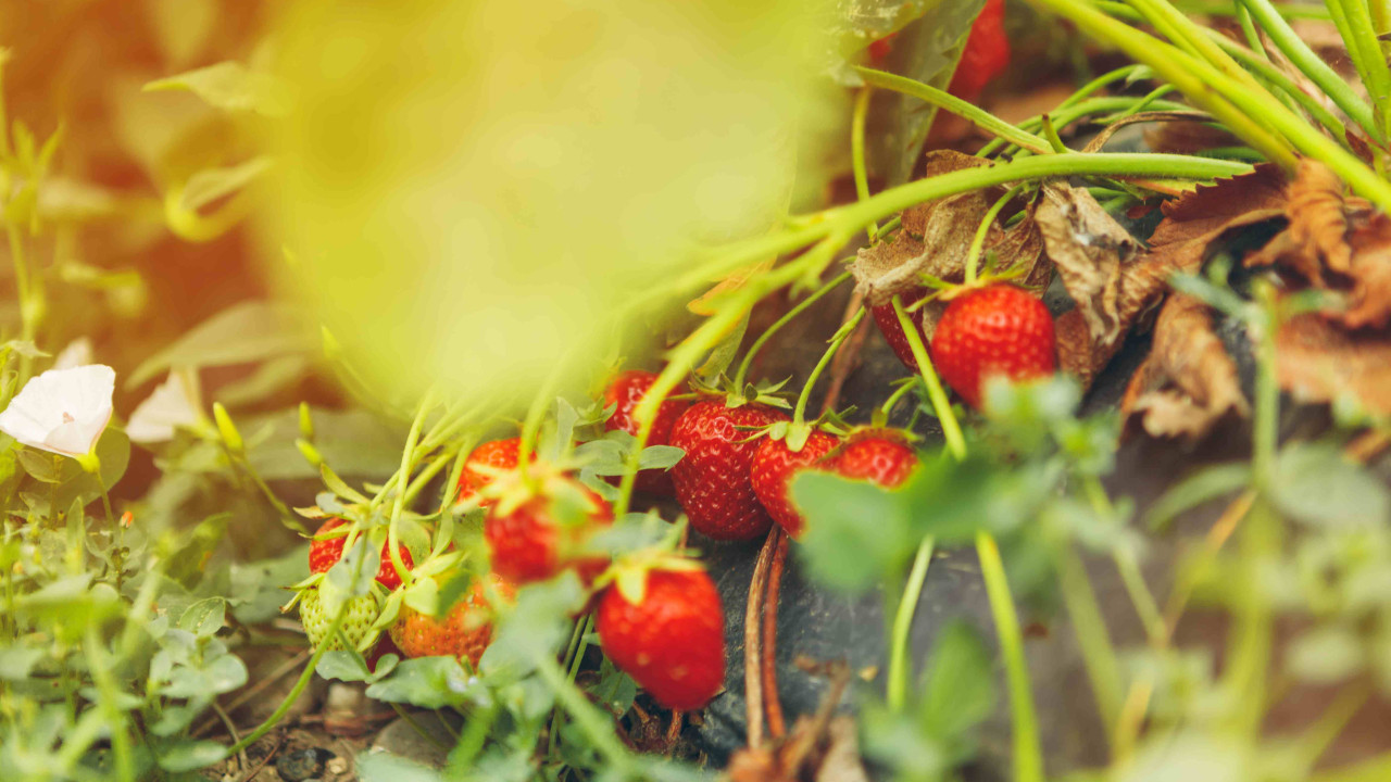 Zasiej w marcu: soczyste truskawki i ogromny czosnek w twoim ogródku
