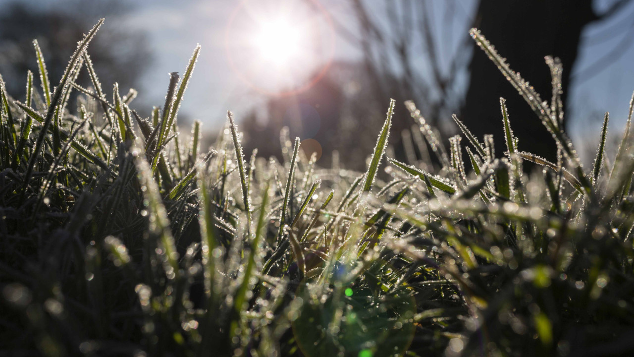 Prosty zabieg na odnowę trawnika po zimie: efekty w kilka tygodni
