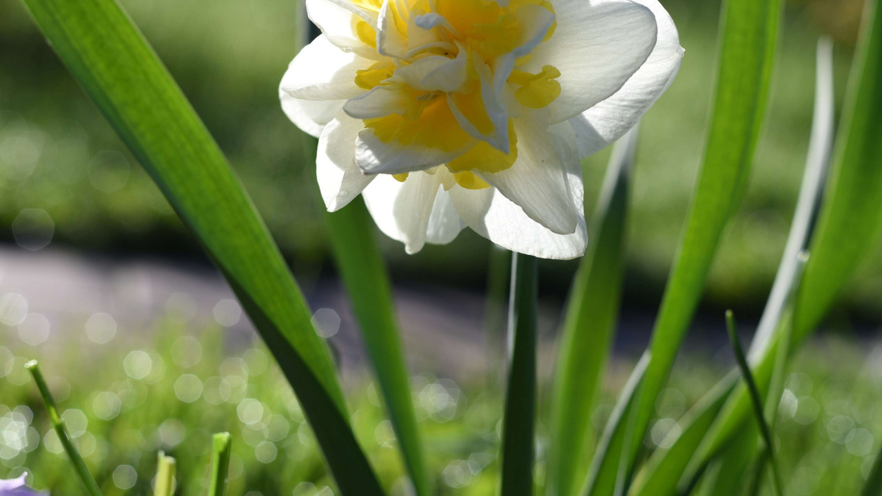 Sekret ogrodników: jak sprawić, by żonkile kwitły bez przerwy