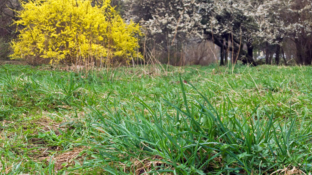 Wiosenne chwasty: które usuwać od razu po zimie?