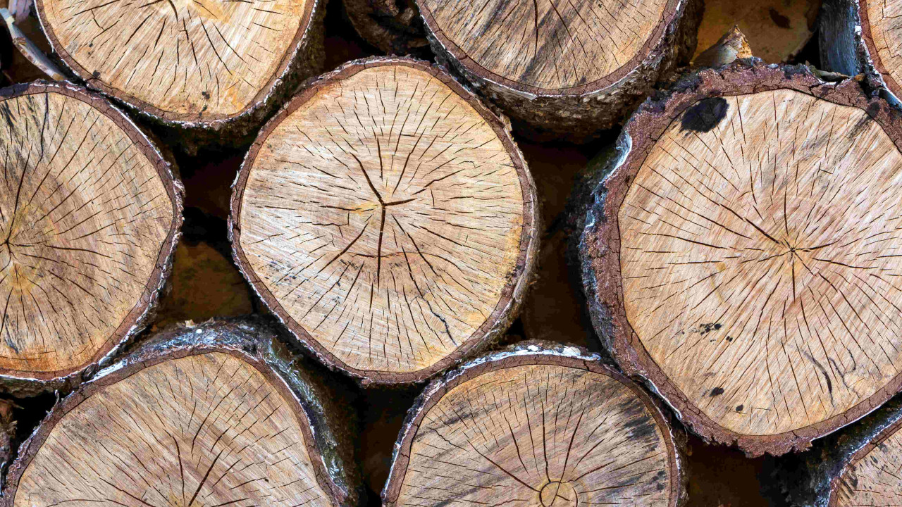 Najczystsze drewno do kominka: Kominiarze zdradzają sekret