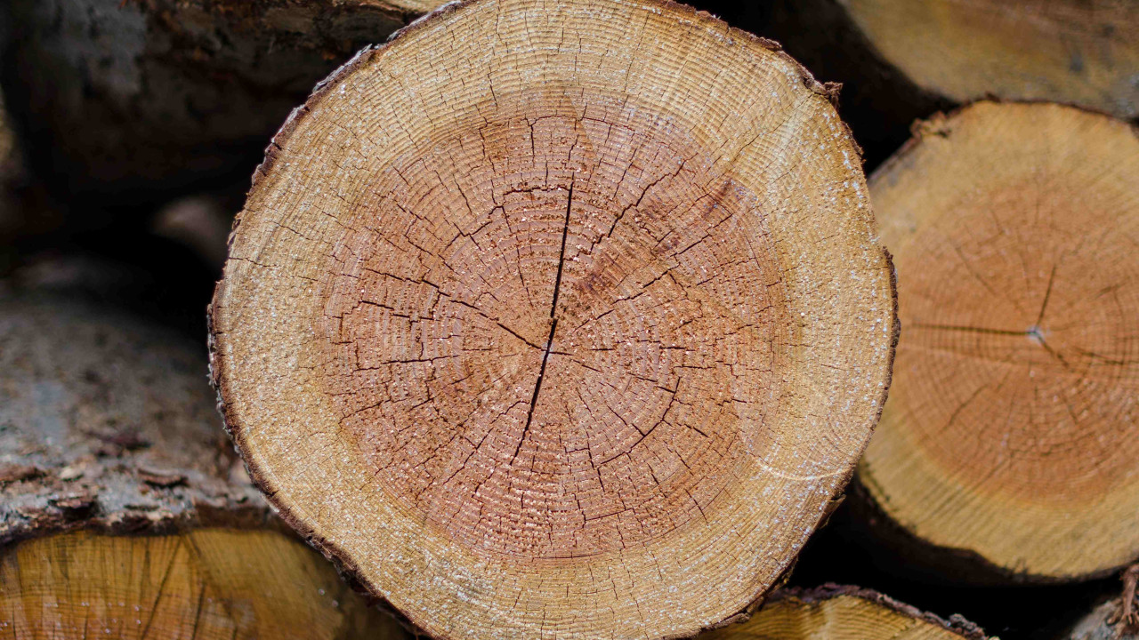 Szybko schnące gatunki drewna: które wymagają aż 5 lat suszenia?