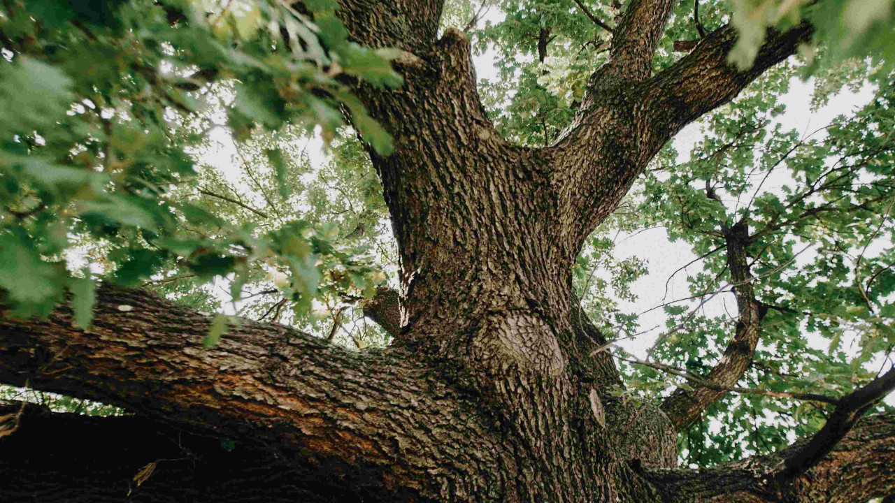 Drewno, które długo się pali, ale trudno rozpala: wymaga 2 lat suszenia