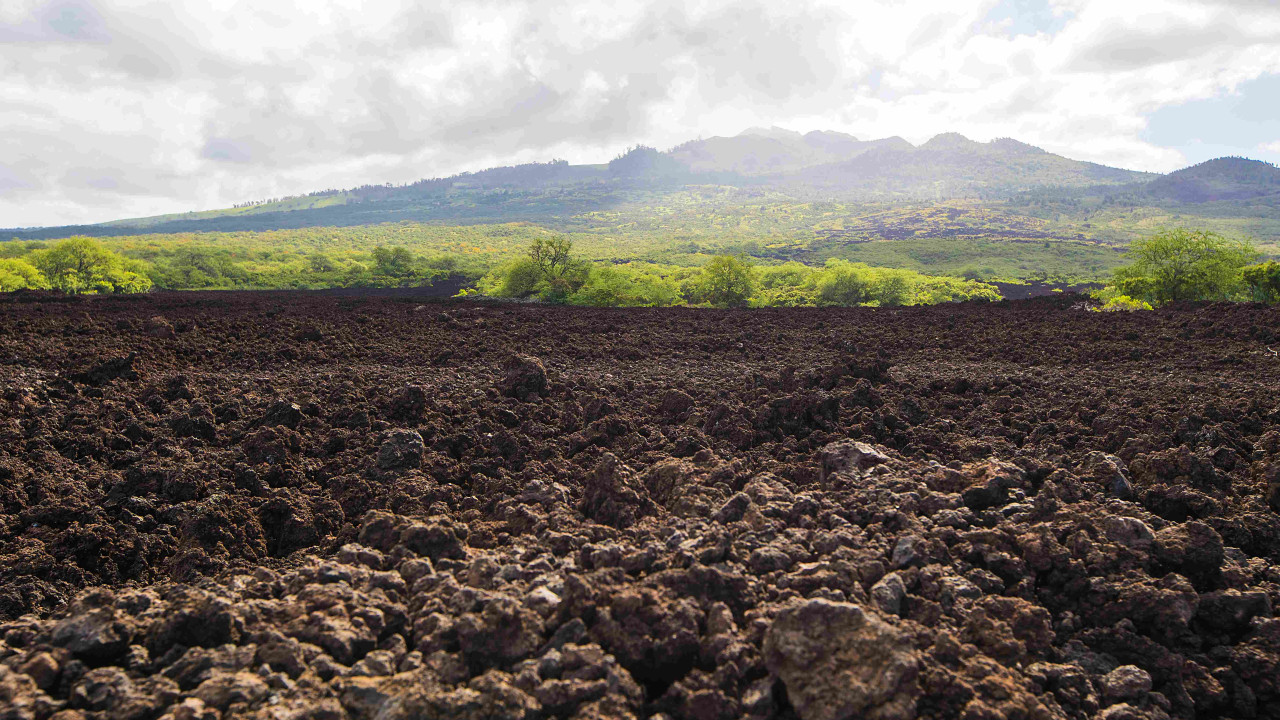 Jak sprawdzić pH gleby? Przeprowadź test z czerwoną kapustą!