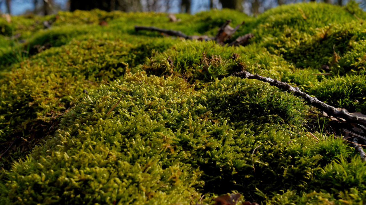 Przywróć Trawnik do Życia: Krok po Kroku Usuwanie Mchu