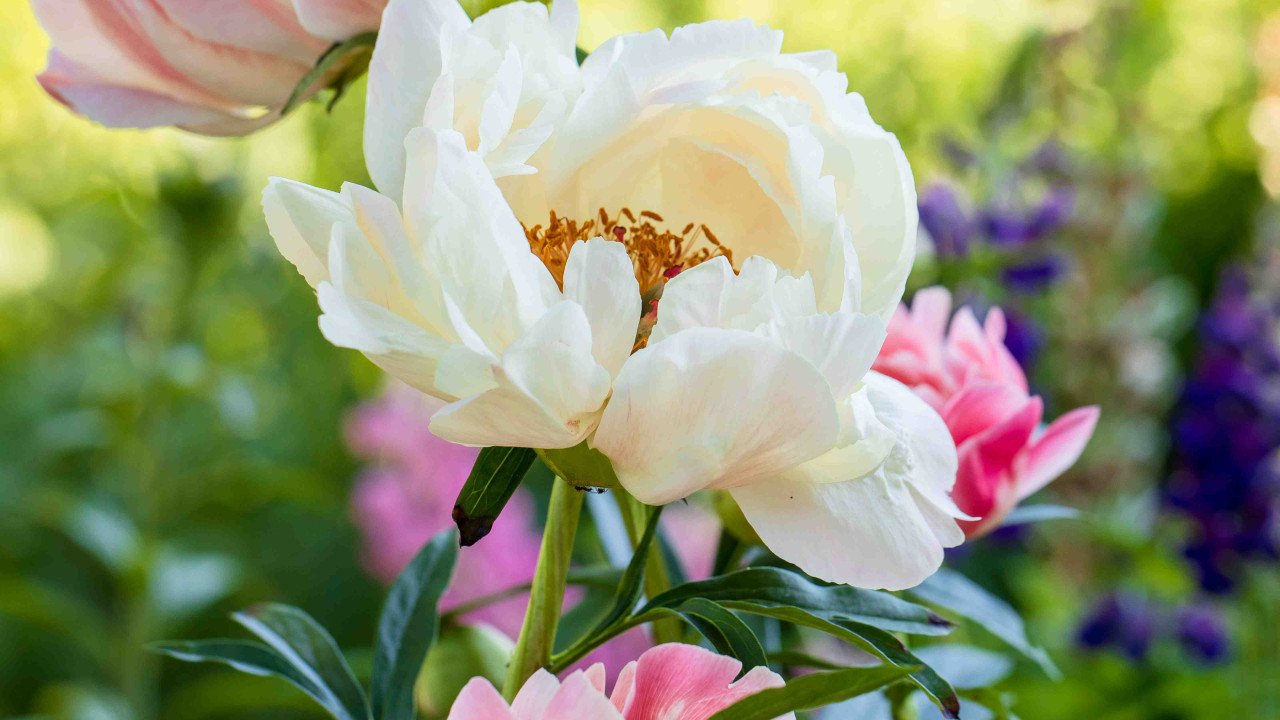 Uniknij Błędu Przy Nawożeniu Piwonii i Ciesz się Obfitym Kwitnieniem