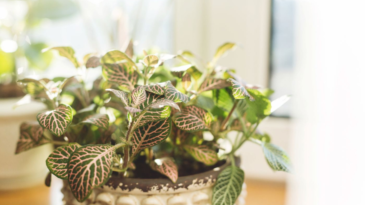 Jak poradzić sobie z ukąszeniami po przyniesieniu rośliny do domu?