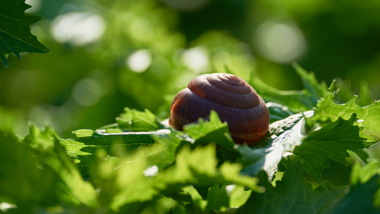 Ślimaki w natarciu już w marcu – dlaczego nie warto zwlekać do maja?