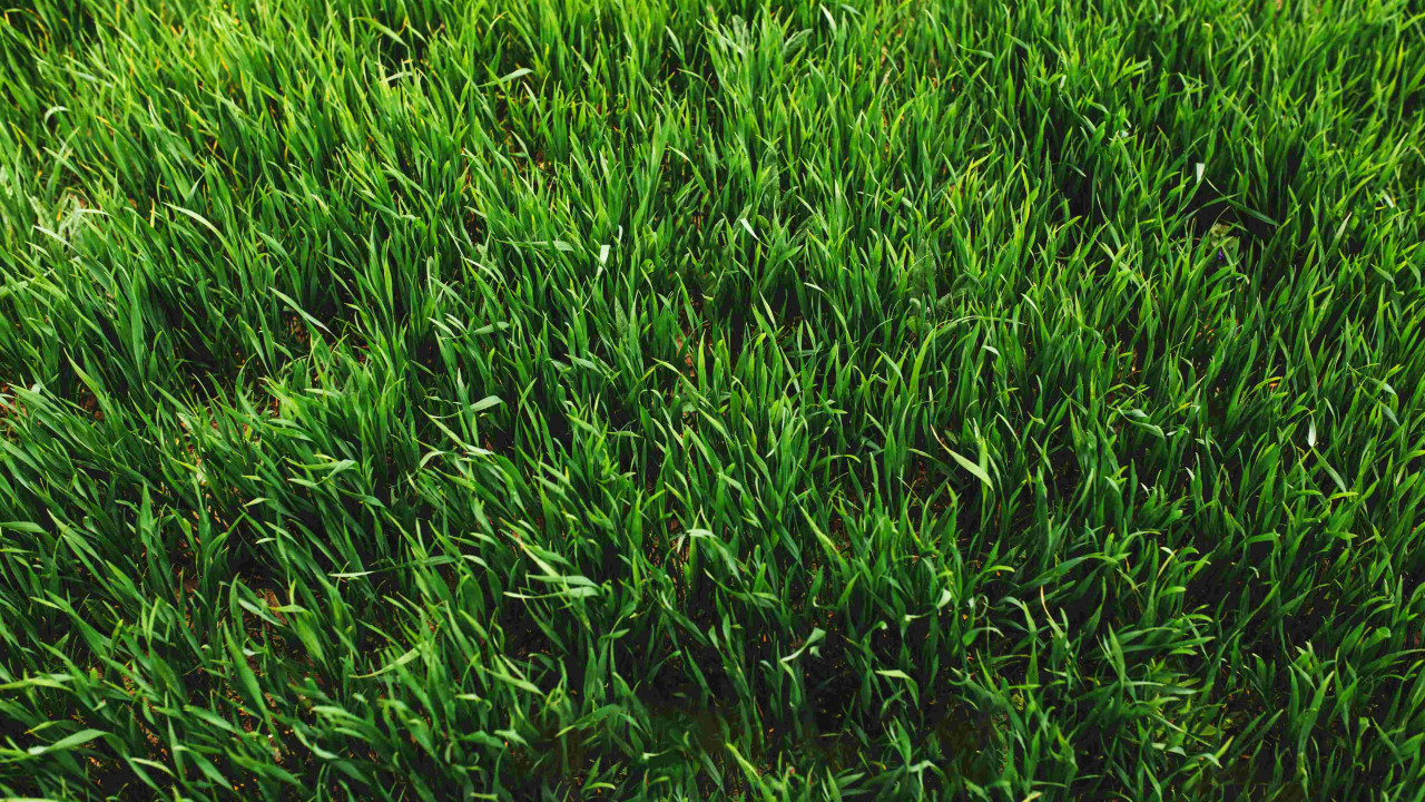 Trawnik po zimie: Kluczowy zabieg, by odzyskał blask