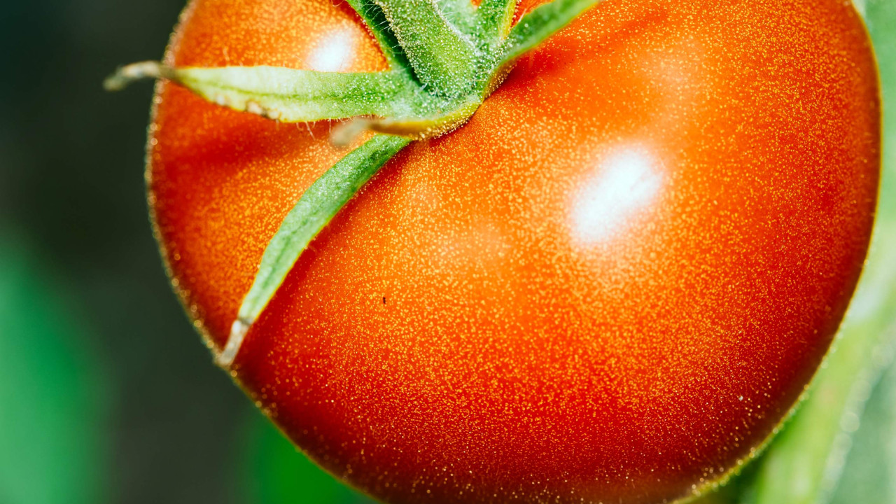 Pomidor