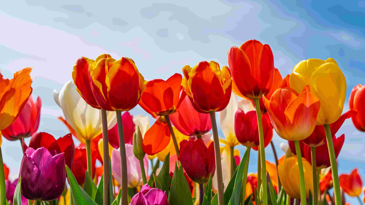 tulipany