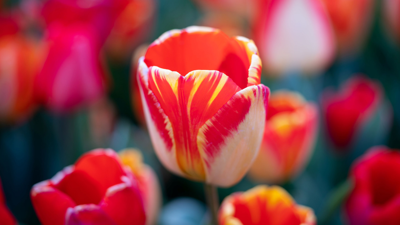 tulipany