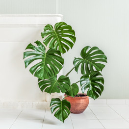 Soczysta zieleń i dziury: Prosty sposób na piękne liście monstery