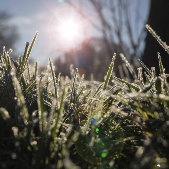 Zmrożona trawa