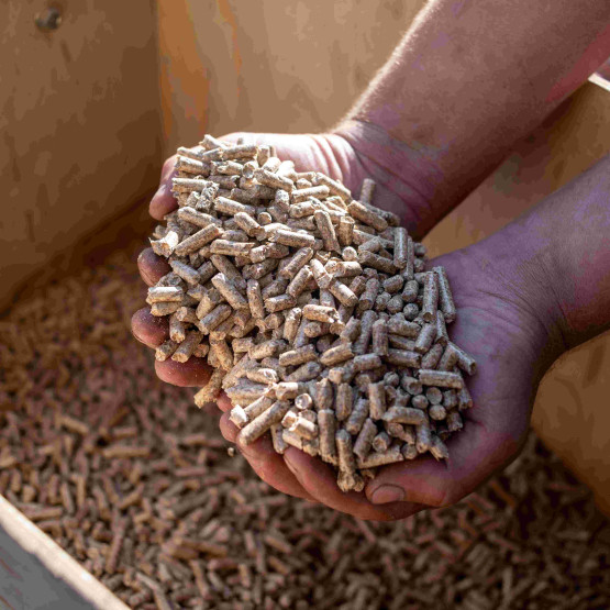 pellet